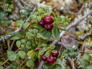 red currant berries