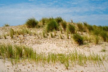 Dune on a new created island in the Netherlands
