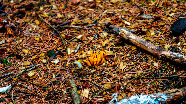 Close up of Yellow Stagshorn fungus (Calocera viscosa)
