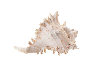 Border pattern form nature of white, yellow sea shells. winkles and caycay, could be used for spa,...