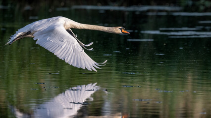 Flying swan during takeoff