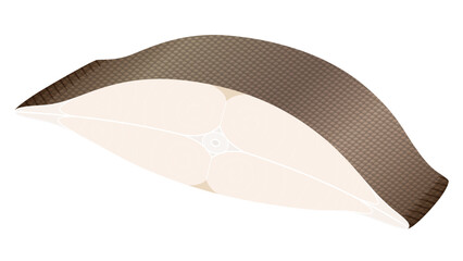 カレイの切り身のイラスト