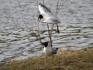 black headed gull