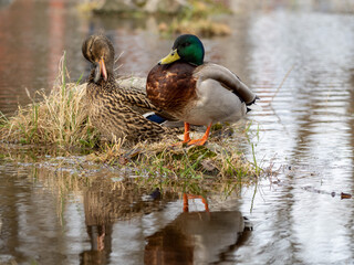 duck on a pond