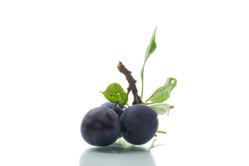 Ripe whole plums with leaves isolated on white background.
