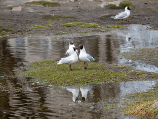 black headed gull