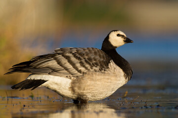 Bird goose - Barnacle geese Branta leucopsis migratory bird resting in Poland Europe, autumn © Marcin Perkowski