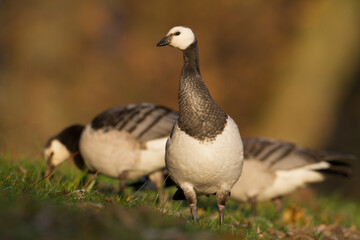 Bird goose - Barnacle geese Branta leucopsis migratory bird resting in Poland Europe, autumn