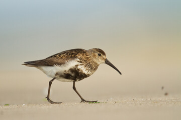 bird - Dunlin Calidris alpina adult migratory bird, shorebird 