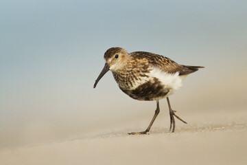 bird - Dunlin Calidris alpina adult migratory bird, shorebird 