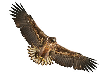 Birds of prey White tailed eagle isolated on white background flying