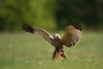 Birds of prey - Marsh Harrier male Circus aeruginosus hunting time