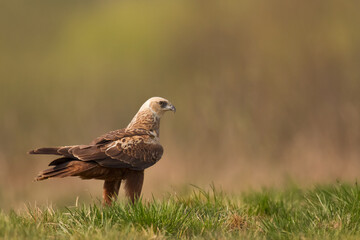 Birds of prey - Marsh Harrier male Circus aeruginosus hunting time