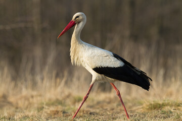 A white stork Ciconia ciconia walking among green meadow