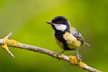 Colorful great tit ( Parus major ) perched on a tree trunk, photographed in horizontal, amazing background