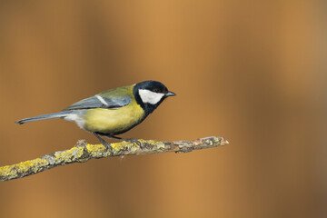 Colorful great tit ( Parus major ) perched on a tree trunk, photographed in horizontal, amazing background