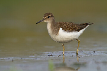 Bird Common Sandpiper Actitis hypoleucos small migratory bird, Poland Europe