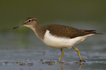 Bird Common Sandpiper Actitis hypoleucos small migratory bird, Poland Europe