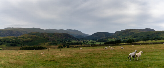 panorama landscape of the English Lake District with many sheep grazing i nthe fields