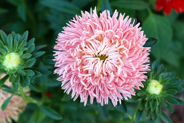 Pink aster in the garden in the flower bed. Beautiful natural background. Good quality