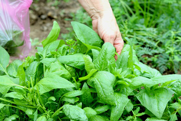 A woman plucks spinach leaves in a vegetable garden. Eco farm concept. selective focus