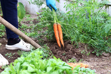 The process of digging carrots out of the ground. Organic farm, farming and harvesting concept