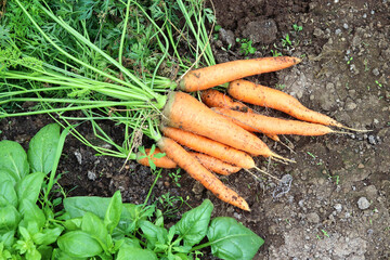Dug up carrots lie in the garden. Organic farm, farming and harvesting concept