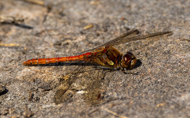 Close up of a male common darter.