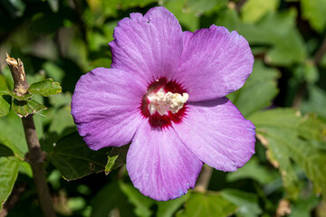 Fototapeta premium Macro de hibiscus