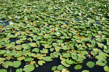 green leaves of water lilies on the dark surface of the lake
