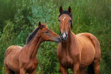Fototapeta na wymiar Portrait of two beautiful horses. Mare with a foal in summer.