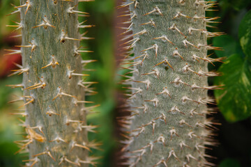 A houseplant. A large prickly cactus in the shape of long stems. Natural background. Abstract texture.