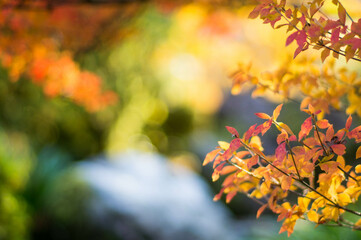 Naklejka na ściany i meble 京都 秋の三室戸寺の美しい紅葉