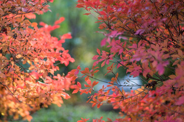 京都 秋の三室戸寺の美しい紅葉