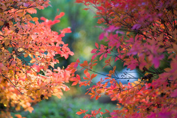 京都 秋の三室戸寺の美しい紅葉