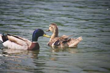 Two wild ducks on the water