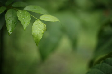 Fototapeta na wymiar green leaves in the rain