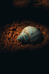 White snail. Sunlight reflecting off hull with dark background. high quality photo