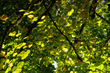 Green leaves background
