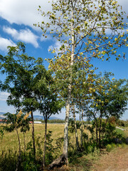 albero nella campagna in estate