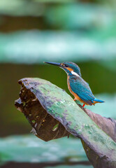 Beautiful blue Kingfisher bird, Сommon kingfisher, Alcedo atthis, the Eurasian kingfisher, and river kingfisher. Clamp winter migratory birds in Thailand.