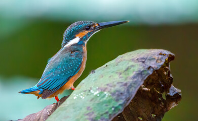 Fototapeta premium Beautiful blue Kingfisher bird, Сommon kingfisher, Alcedo atthis, the Eurasian kingfisher, and river kingfisher. Clamp winter migratory birds in Thailand.
