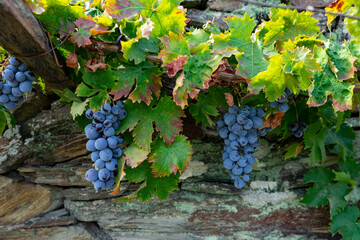 Grapes in vineyard Douro Valley