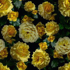 seamless pattern with yellow roses