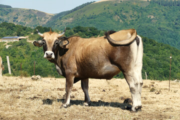 cow of french beef breed Aubrac on a meadow in the mountains