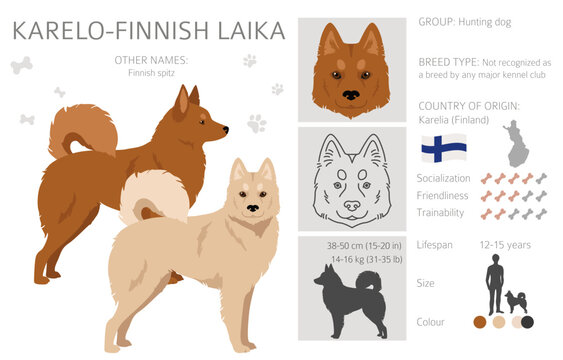 Finnish Laika" Images – Browse 2 Stock Photos, Vectors, and Video | Adobe  Stock