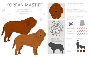 Korean mastiff clipart. Different coat colors set - obrazy, fototapety, plakaty
