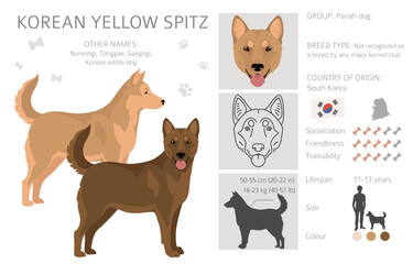 Korean yellow spitz clipart. Different coat colors set