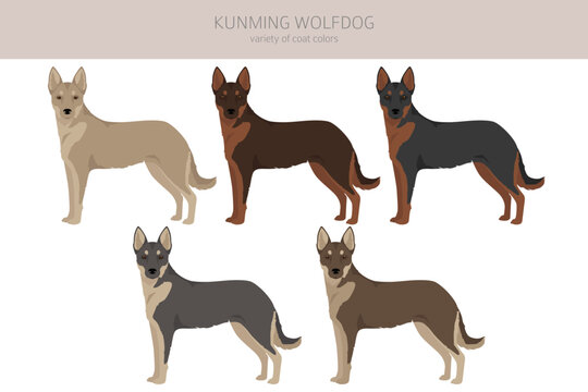 Kunming wolfdog clipart. Different coat colors set