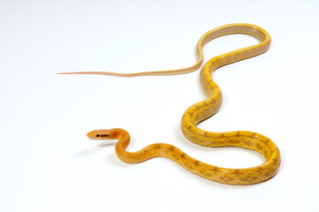 Taiwan Beauty Snake // Taiwan-Schönnatter (Elaphe taeniura friesi)